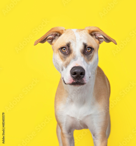 studio photo of a cute dog in front of an isolated background