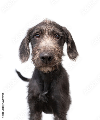 studio shot of a cute dog on an isolated background photo