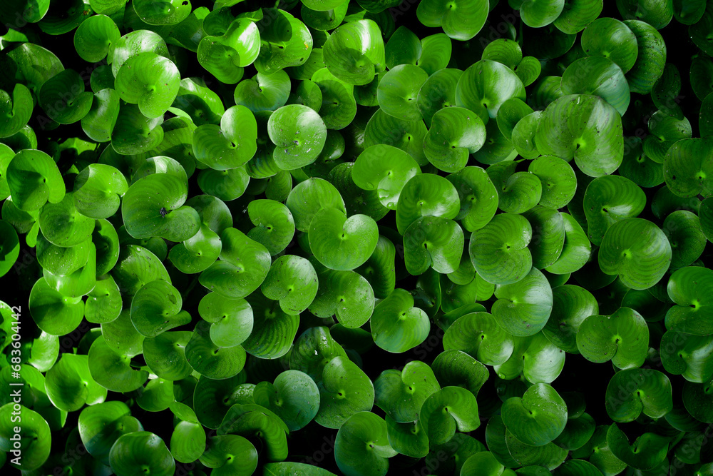 Top view of the Kidney leaf mud plantain (Heteranthera reniformis) in a