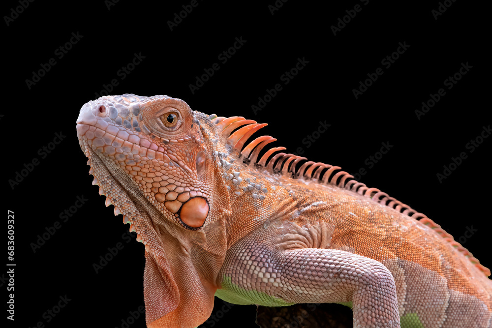 Fototapeta premium Albino iguana on a black background