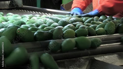Discarting hass avocados in a industrial classification line
