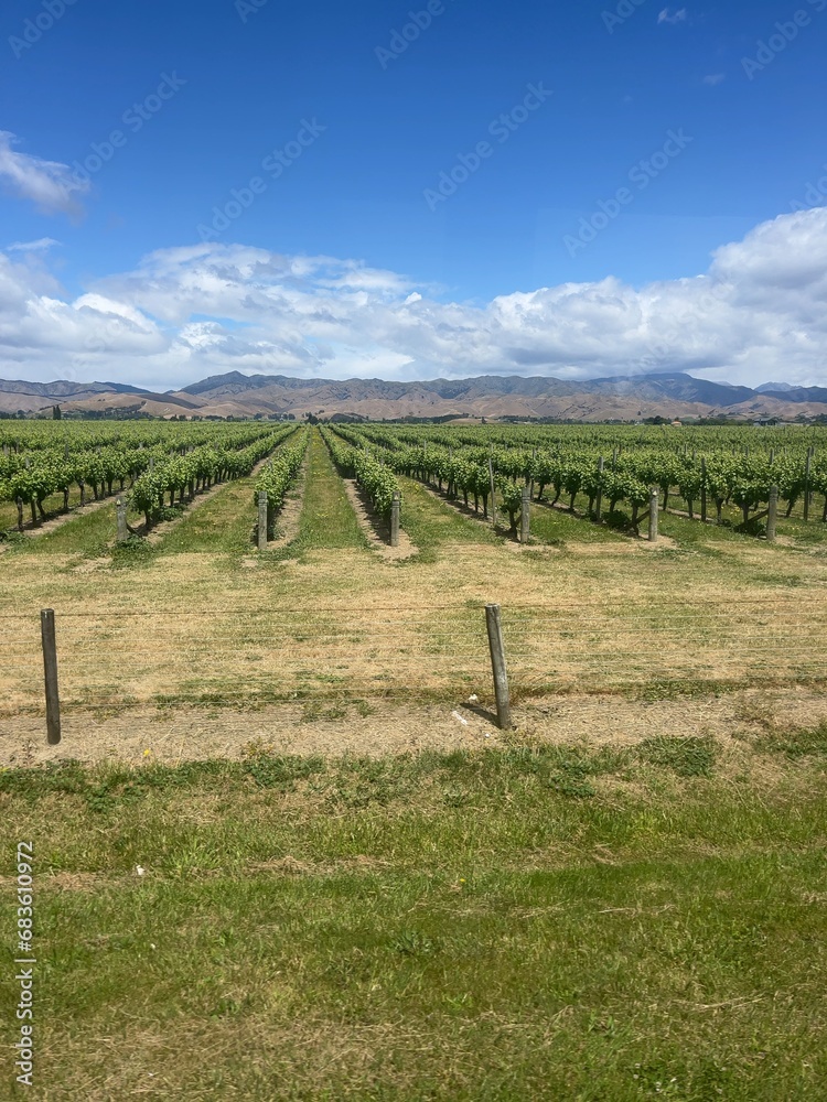 vineyard in Blenheim, New Zealand 