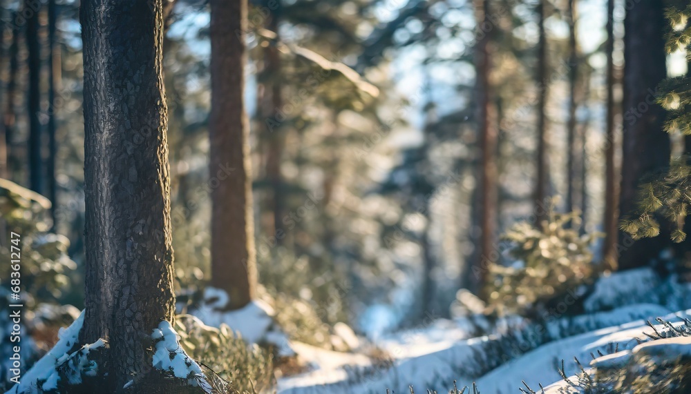forest ; beautiful natural scenery with pine trees and wild flowers ; selective focus and shallow depth of field; the beauty in nature concept forest ; beautiful natural scenery with pine trees and wild flowers ; selective focus and shallow depth of field; the beauty in nature concept