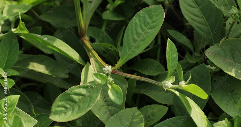 Alternanthera sessilis plant growing in nature. Alternanthera sessilis plant growing in nature.