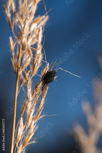 Indiangrass photo