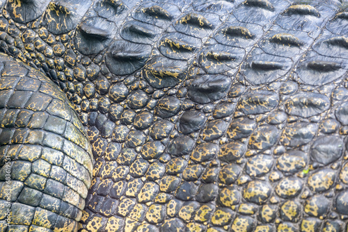Close up of Australian Salt Water Crocodile