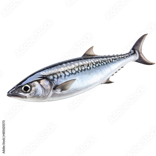 Tuna Mackerel Isolated