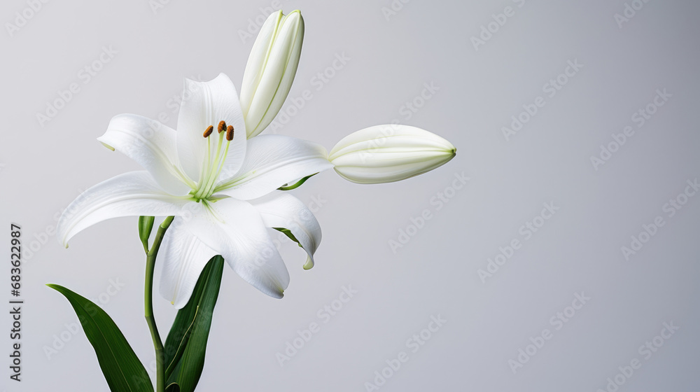 Lily background white plant beauty flower Lily background white plant beauty flower