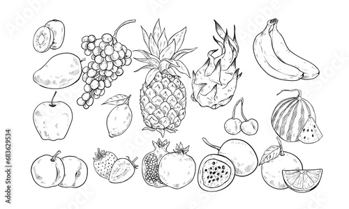 Fototapeta Naklejka Na Ścianę i Meble -  fresh fruit handdrawn illustration engraving