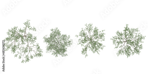 Collection of Silver birch trees isolated on white background, tropical trees isolated used for design,top veiw, advertising and architecture