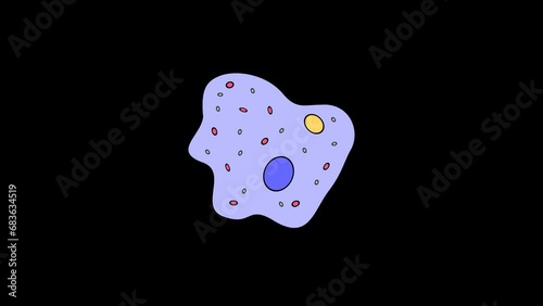 animation amoeba protozoa unicellular biology. 2d motion