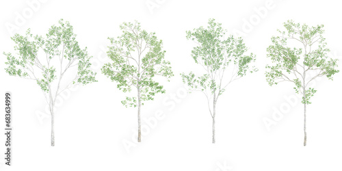 Silver birch Trees isolated on white background, tropical trees isolated used for design, advertising and architecture photo