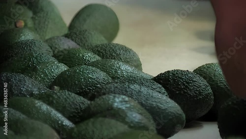 Worker descarting avocados in a industrial line photo