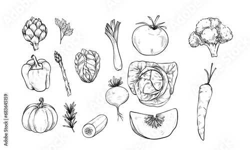 vegetables plant handdrawn illustration engraving