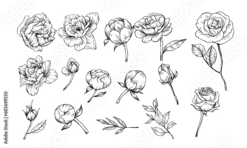 rose flower handdrawn illustration engraving