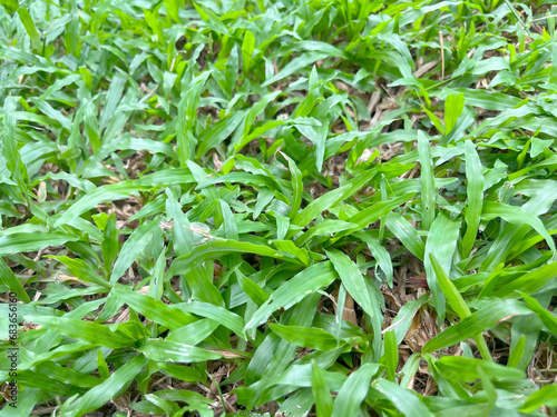 Green grass in the lawn, natural texture