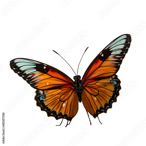 Illustration of a flying colorful butterfly isolated on a white background as transparent PNG © CreativeBB