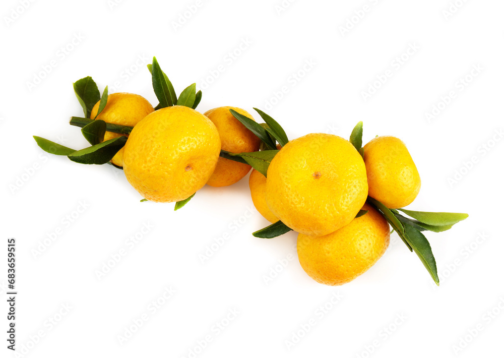 Mandarin branch with fruits isolated on white background 