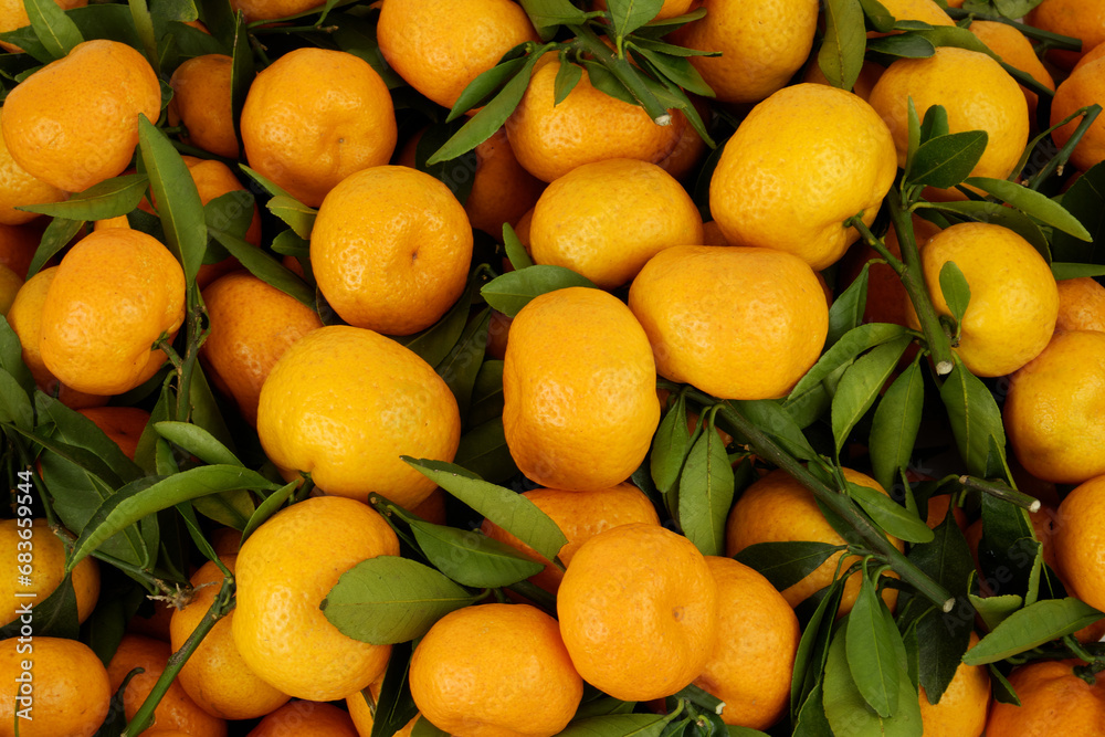Many fresh tangerines with green leaves as background Many fresh tangerines with green leaves as background
