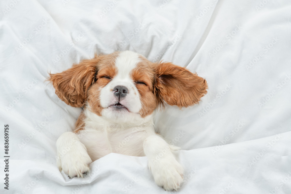 Eared Cavalier King Charles Spaniel puppy sleeps on a bed at home. Top down view
