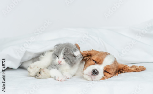 Cozy sleepy Cavalier King Charles Spaniel hugs tiny kitten on the bed at home © Ermolaev Alexandr