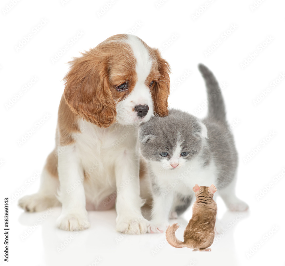 Cavalier King Charles Spaniel and tiny kitten looks at chinchilla together. isolated on white background Cavalier King Charles Spaniel and tiny kitten looks at chinchilla together. isolated on white background