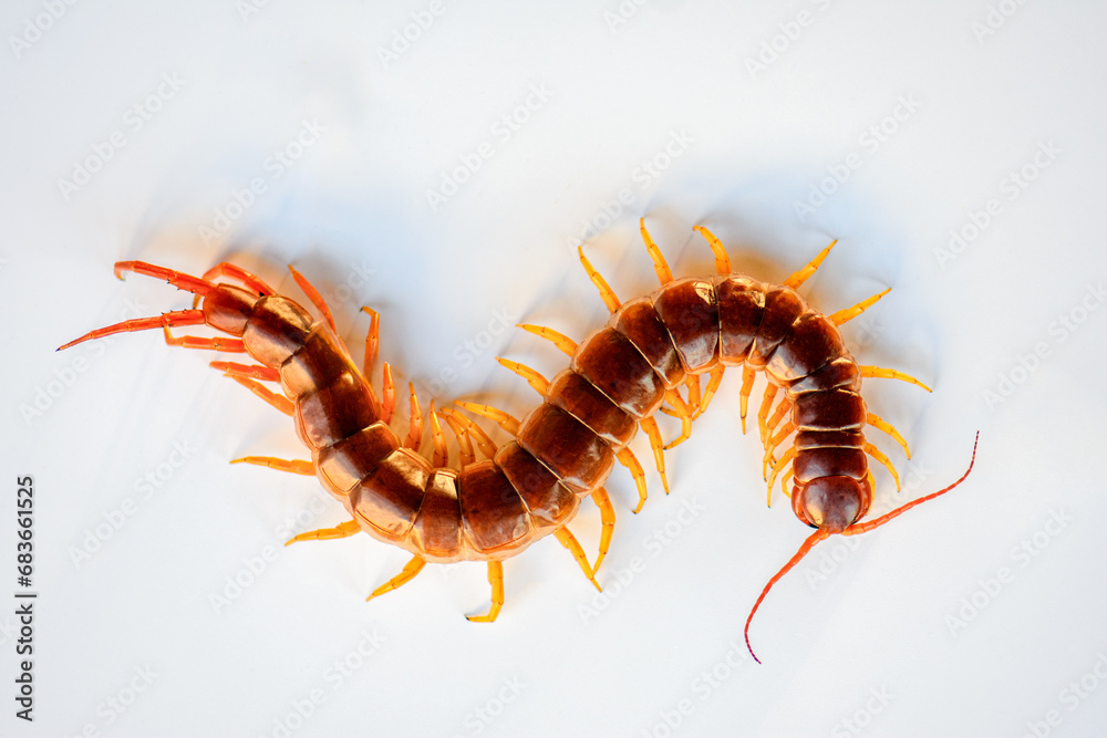 Centipedes are poisonous animals and dangerous to humans. It is an animal that has many legs and an adult body. on a white background