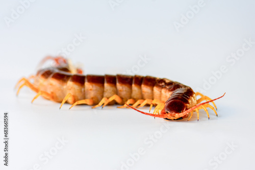 Centipedes are poisonous animals and dangerous to humans. It is an animal that has many legs and an adult body. on a white background