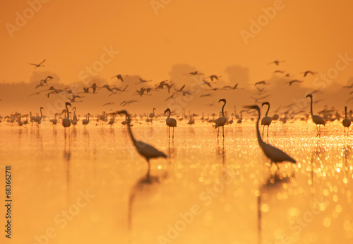 birds on the lake