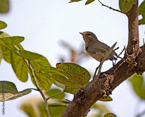 common chiffchaff on a branch