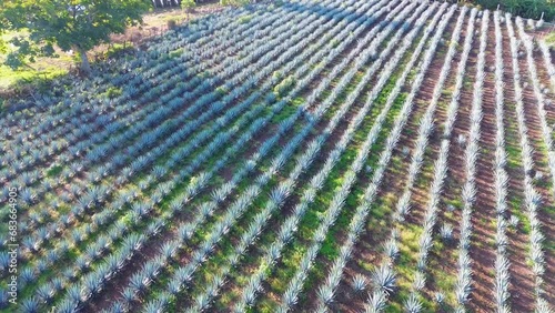 SEMBRADÍO DE AGAVE photo