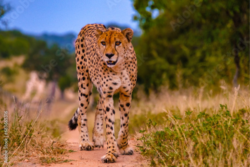 Cheeta wild animal in Kruger National Park South Africa, Cheetah on the Hunt during sunset. photo