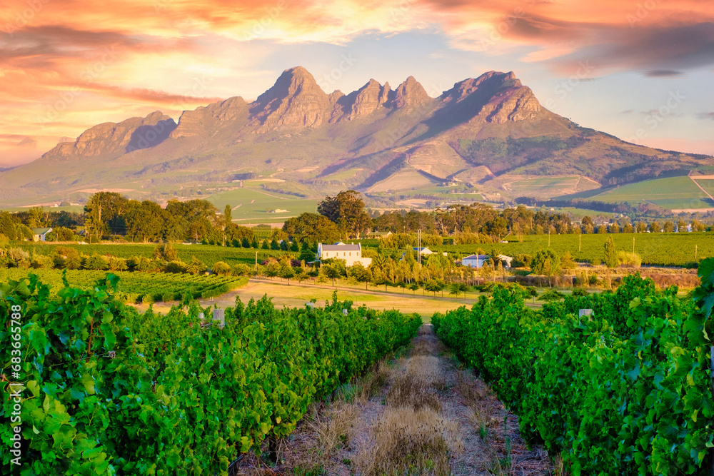 Fototapeta premium Vineyard landscape at sunset with mountains in Stellenbosch, near Cape Town, South Africa. wine grapes on vine in the vineyard at Stellenbosch