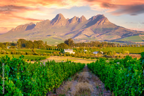 Fototapeta Naklejka Na Ścianę i Meble -  Vineyard landscape at sunset with mountains in Stellenbosch, near Cape Town, South Africa. wine grapes on vine in the vineyard at Stellenbosch