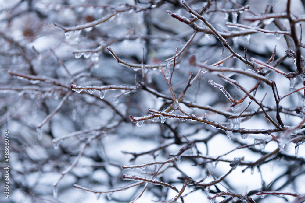 winter icy nature. beauty of winter season nature. icy twigs outside. winter nature season