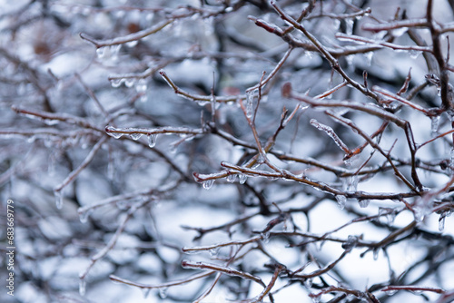 winter icy nature. beauty of winter season nature. icy twigs outside. winter nature season
