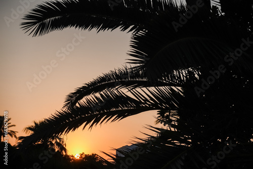 dark palm leaves during a warm sundown in the summer