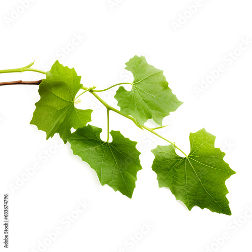 Oak leaves isolated against a white background (Quercus robur), young sprout of currant with green leaves on a white background, grape leaf on white background.
