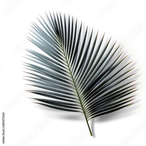 Abstract Gray Shadow Background Natural Palm  Isolated On White Background  For Design And Printing