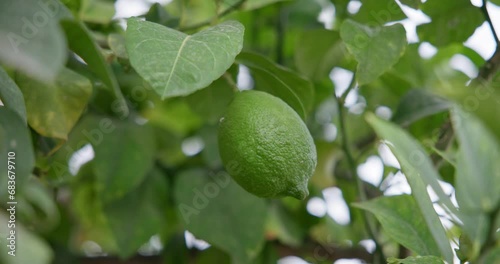 Wallpaper Mural Lime tree with fruits - natural organic green lemon on lemon tree outdoor Torontodigital.ca