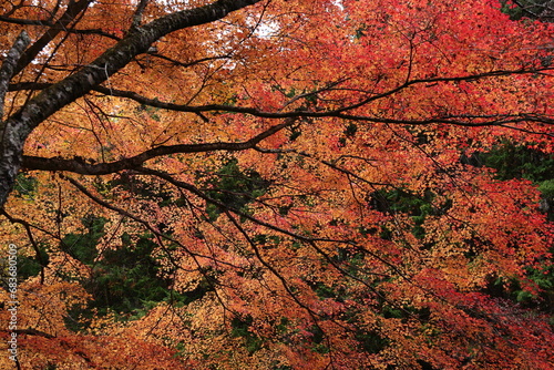 autumn leaves background, Kyoto in Autumn, Japan