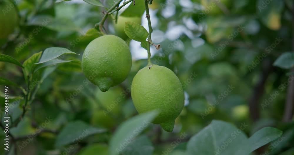 Lime tree with fruits - natural organic green lemon on lemon tree outdoor Lime tree with fruits - natural organic green lemon on lemon tree outdoor