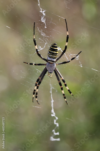 wasp spider male in its characteristic web © Mipa Photo