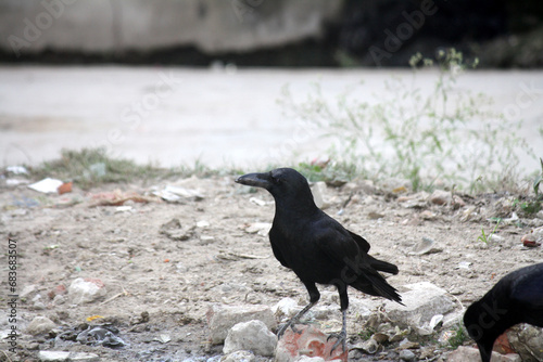 Indian jungle crow (Corvus culminatus) searching for food : (pix Sanjiv Shukla)