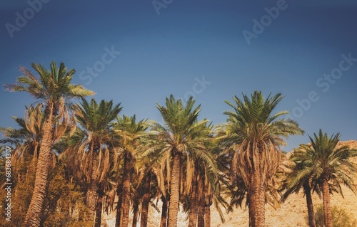 Palm trees in the desert. Oasis in the desert. Nature landscape. Ein Gedi, Israel