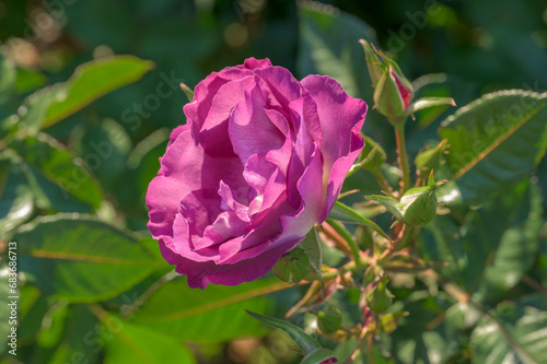 Purple Rose Flower