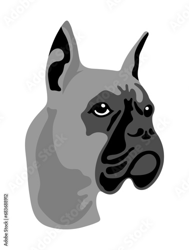 German boxer black and white portrait