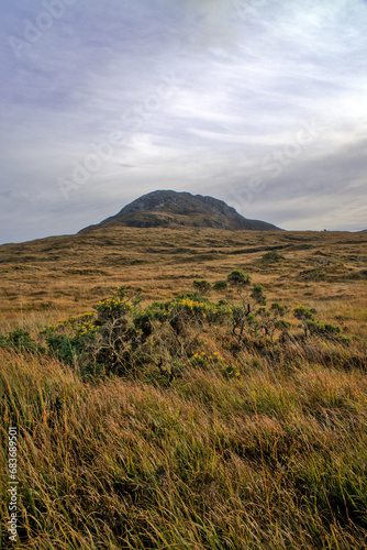 A fall morning in the Highlands of Ireland A foggy morning sky is framed by the craggy summit of Diamond Hill, against which yellow grass rustles in the breeze. Connemara National Park