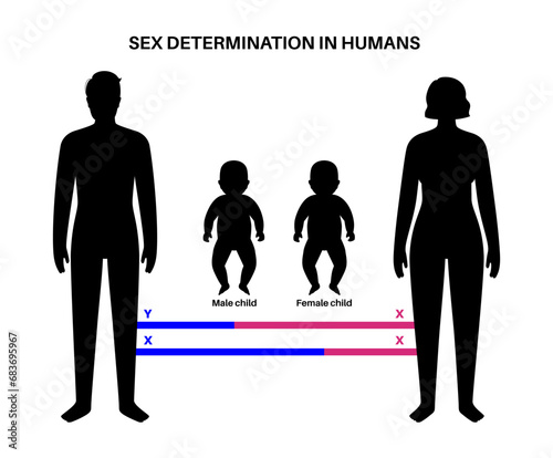 Sex Determination in Humans