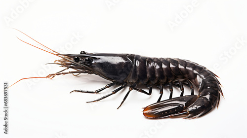 Raw black tiger shrimp